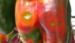 Pepper fruit rots: disease recognition and biology